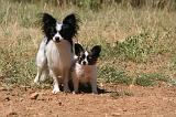 EPAGNEUL PAPILLON 175
